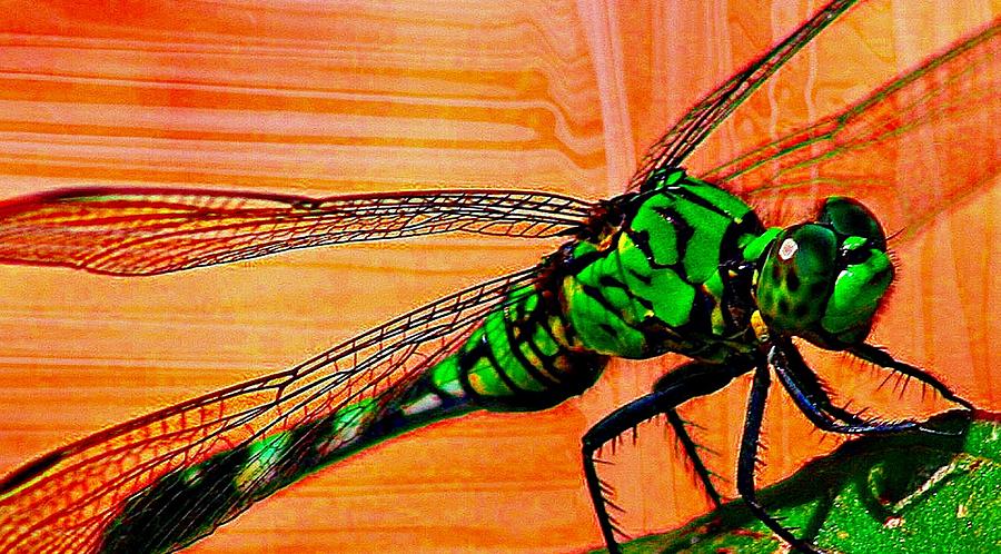 Dragonfly Digital Art by Carrie OBrien Sibley