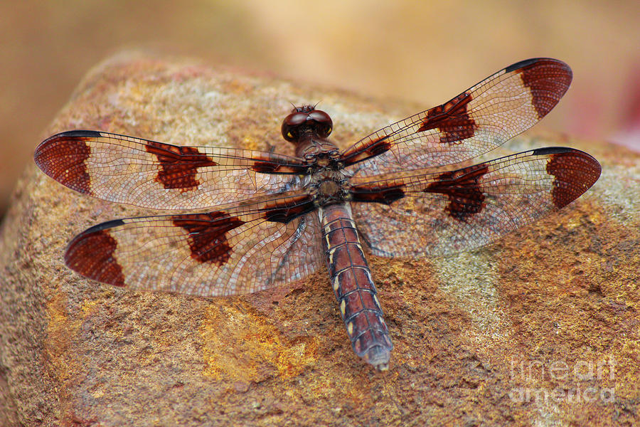 Dragonfly Chillin on a Rock Photograph by Lee Dos Santos