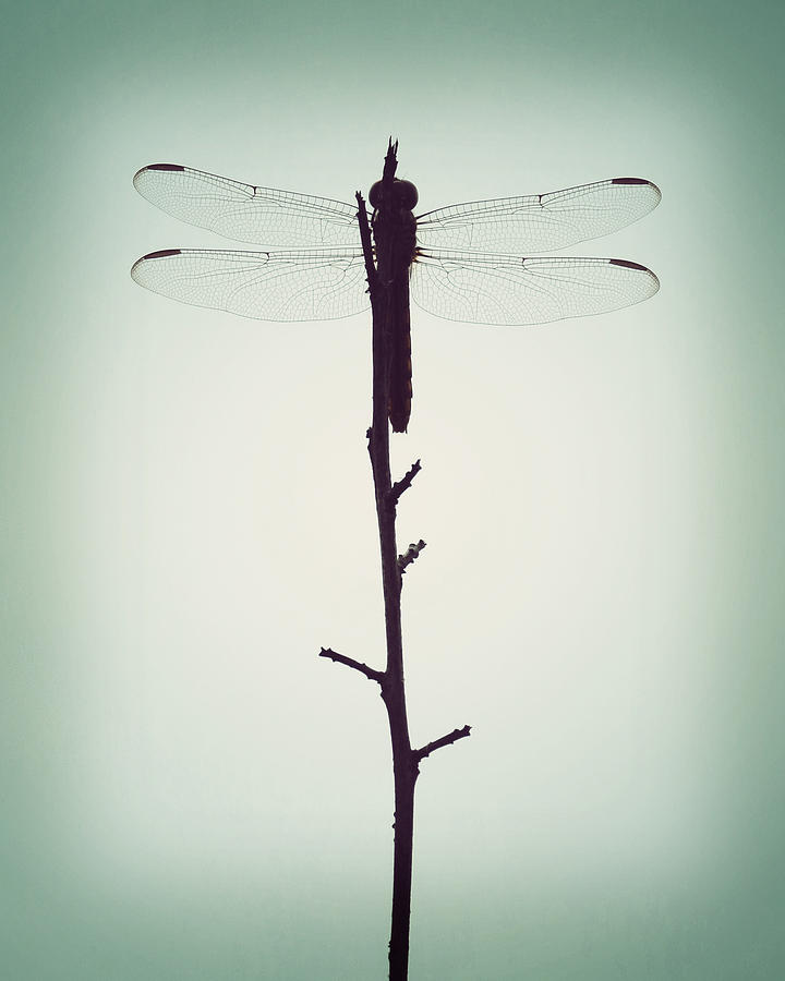 Paradise Photograph - Dragonfly by Chris Andruskiewicz