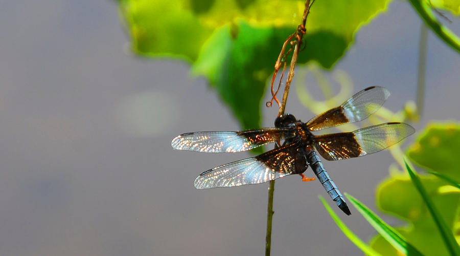 Dragonfly Photograph by Cindy Manero