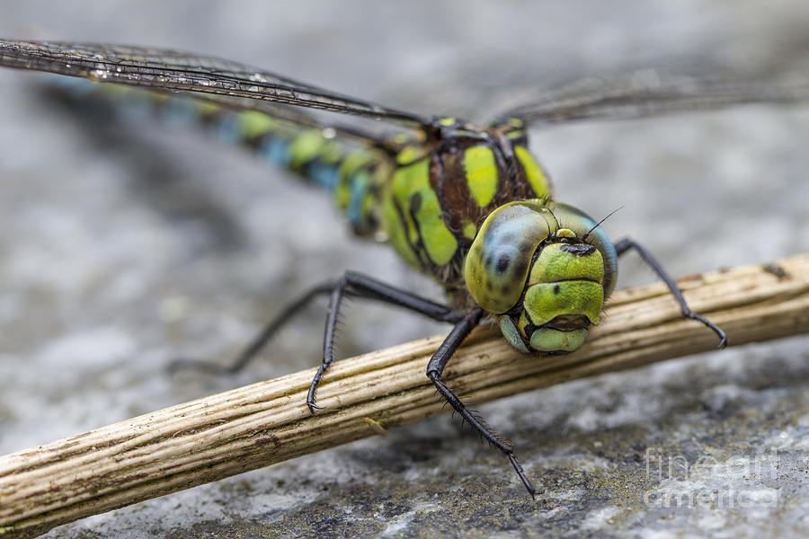 Nature Photograph - Dragonfly by Clare Bambers