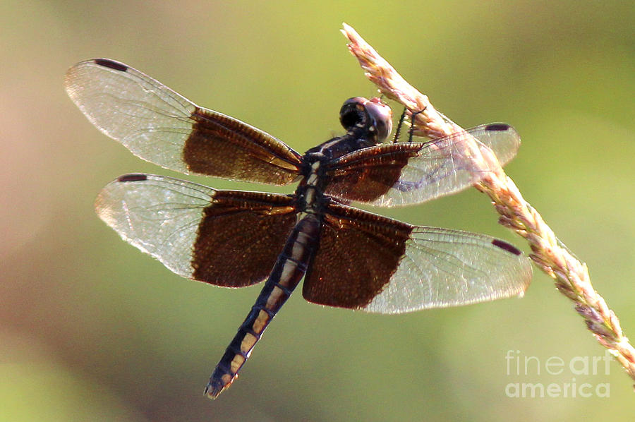 Dragonfly Closeup Photograph by Kathy  White