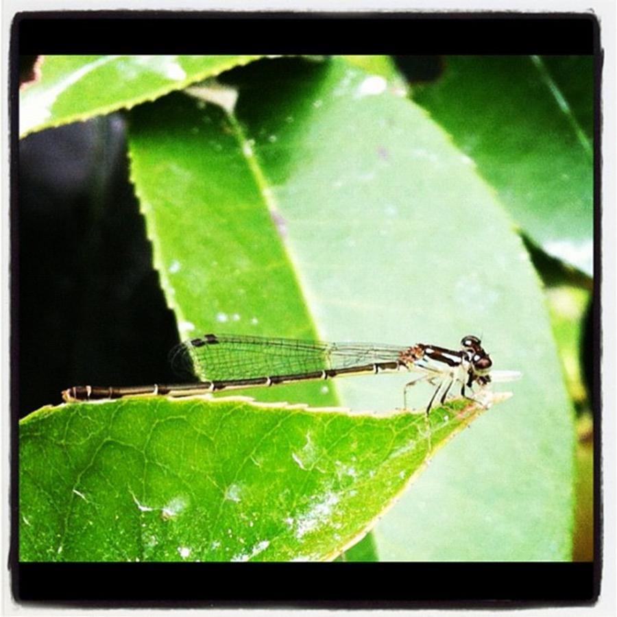 Dragonfly Photograph by Dana Coplin
