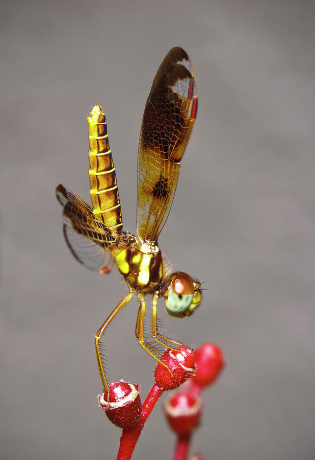 Dragonfly Dancer Photograph by Nick  Shirghio