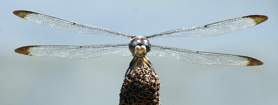 Insects Photograph - Dragonfly by Darleen Stry