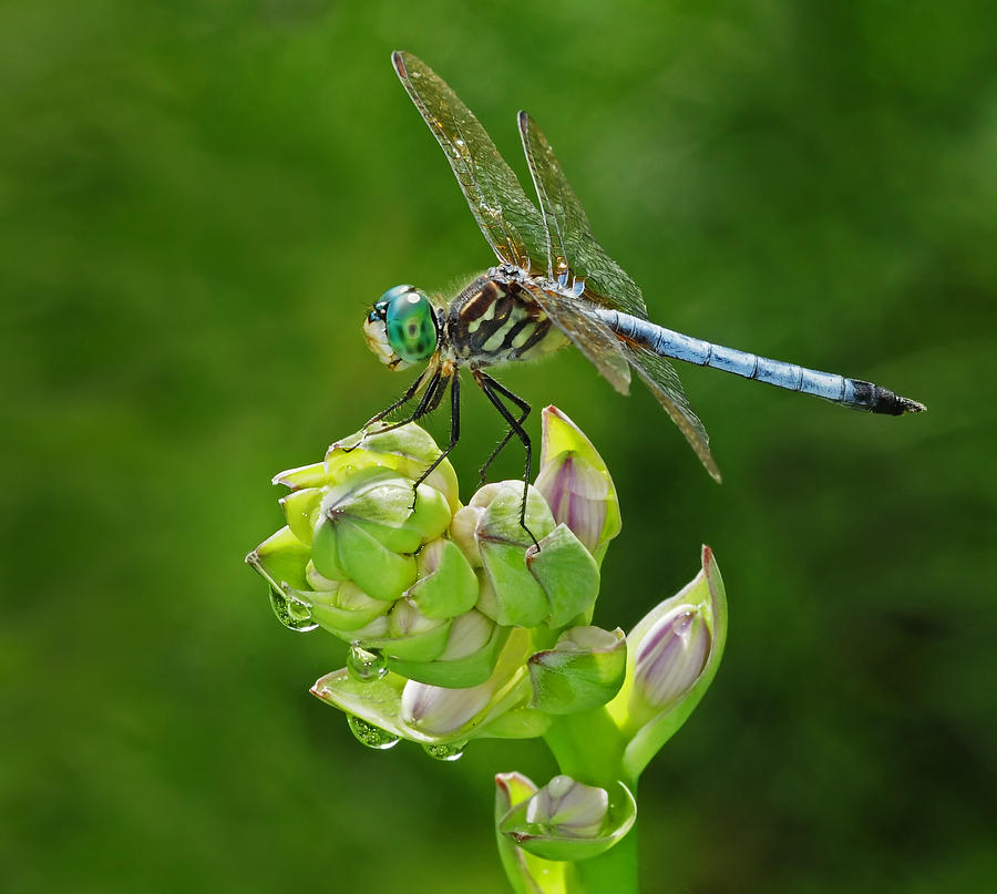 Dragonfly Photograph by Dave Mills