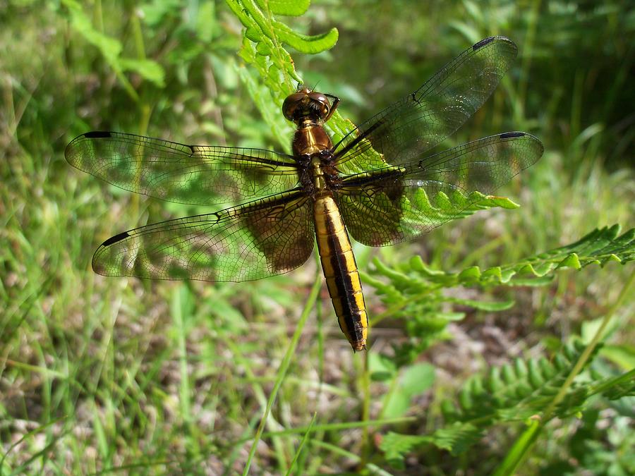 Dragonfly Photograph by David Pickett