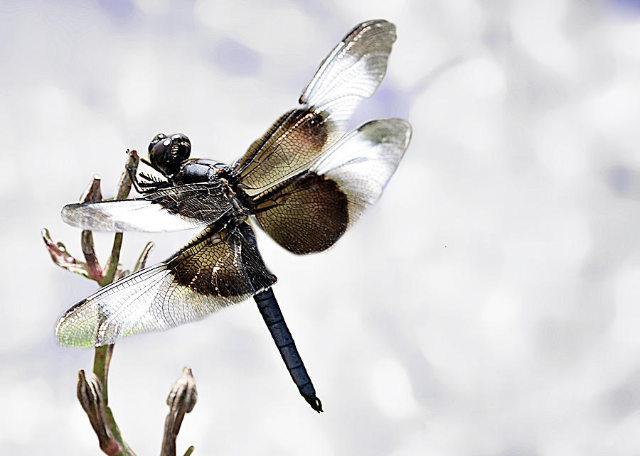 Dragonfly Photograph by Deon Grandon