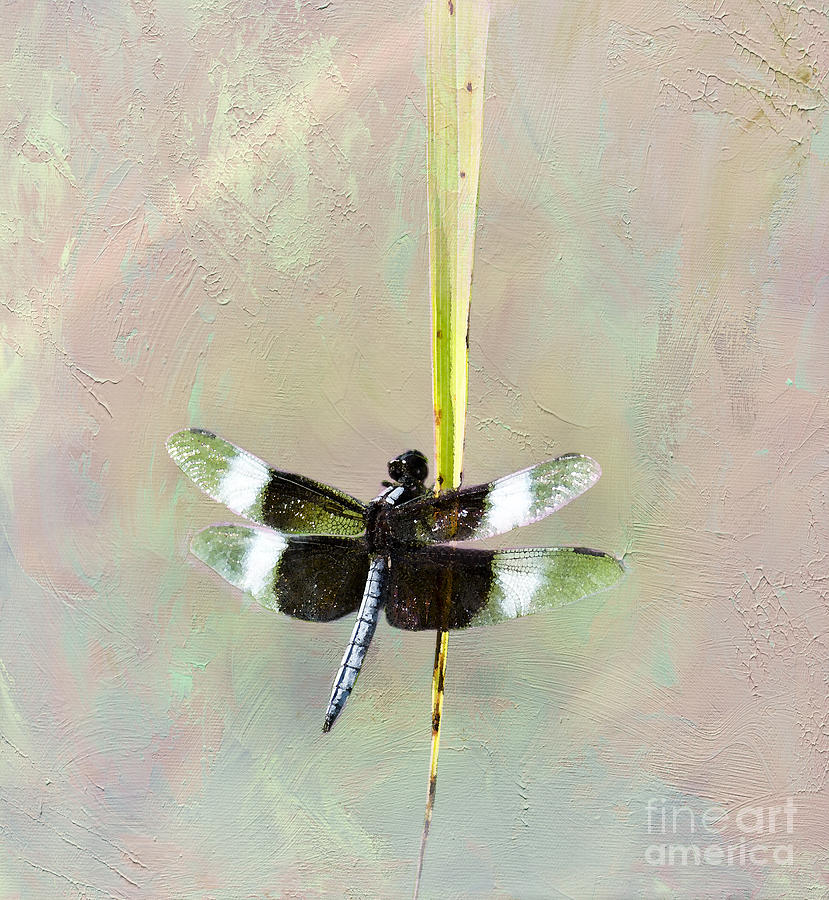 Dragonfly Devotion Photograph by Betty LaRue