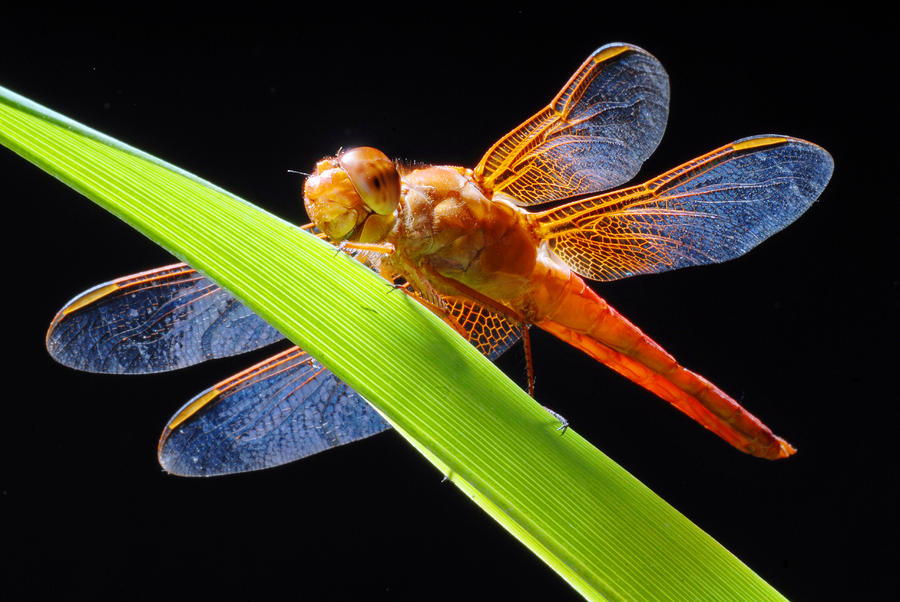 Dragonfly Photograph by Dung Ma