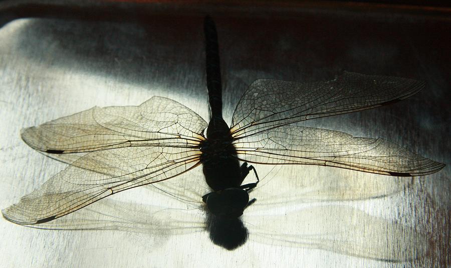 Dragonfly Photograph by Ellery Russell