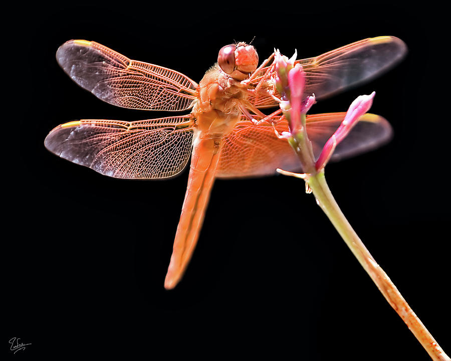 Dragonfly Photograph by Endre Balogh
