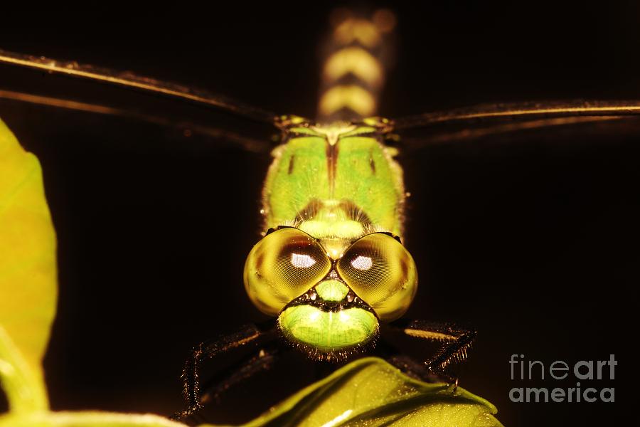 Dragonfly Eyes Photograph by Lynda Dawson-Youngclaus