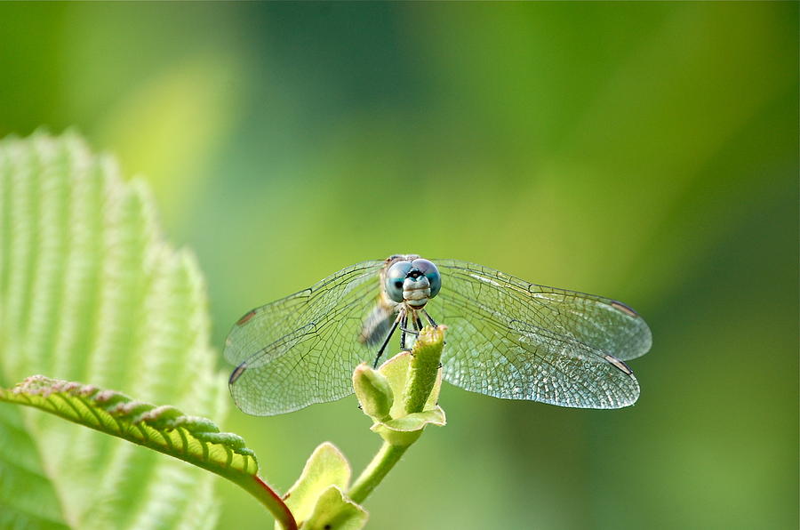 Dragonfly Face Photograph by Mary McAvoy