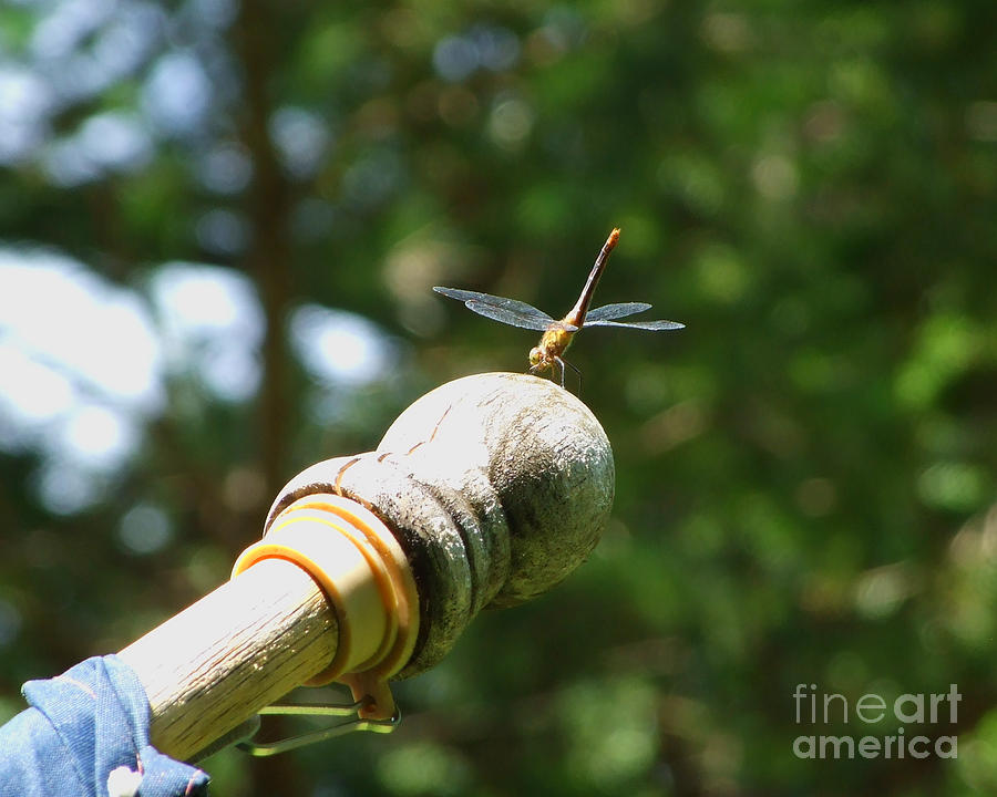 Dragonfly Flagpole Sitter Photograph Photograph by Kristen Fox
