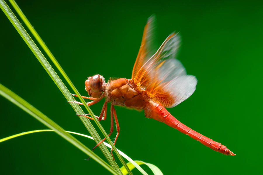 Dragonfly flapping wings Photograph by Dung Ma
