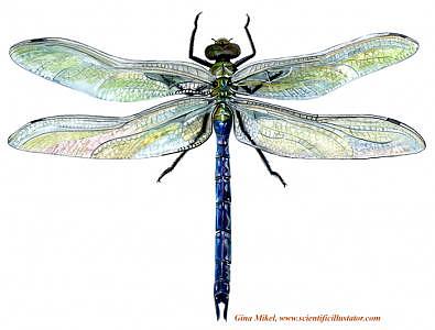 Dragonfly by Gina Mikel