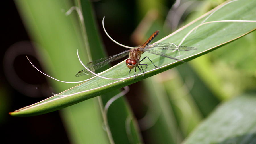Summer Photograph - Dragonfly Hammock by Annie Babineau