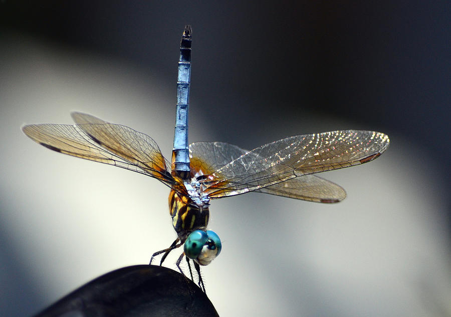 Dragonfly Handstand Photograph by Sandi OReilly