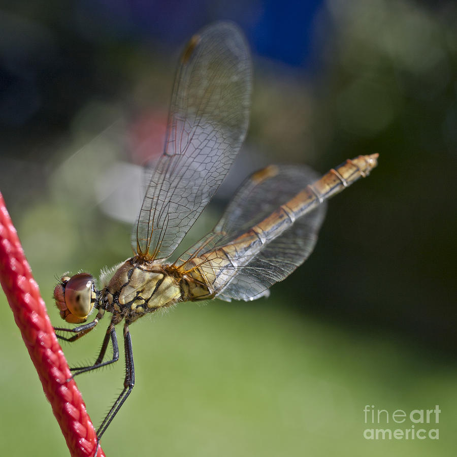 Dragonfly Photograph by Heiko Koehrer-Wagner