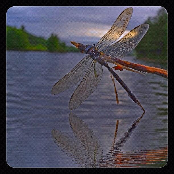 Dragonfly IIi Photograph by Liv Heidi Braten