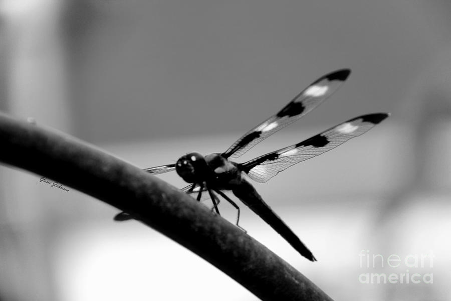 Dragonfly in black and white Photograph by Yumi Johnson
