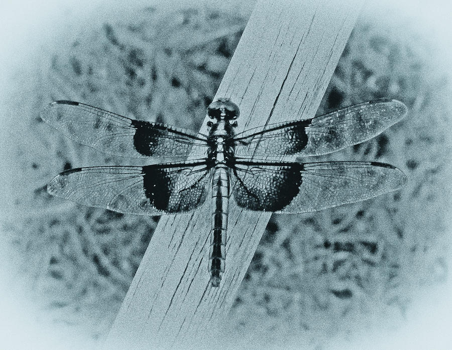 Dragonfly in Cyan Photograph by Tony Grider