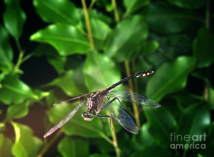 Dragonfly In Flight Photograph by Ted Kinsman