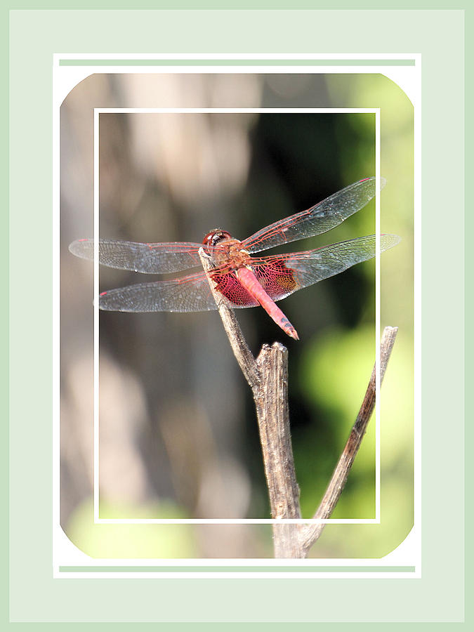 Dragonfly in Pink Photograph by Rosalie Scanlon