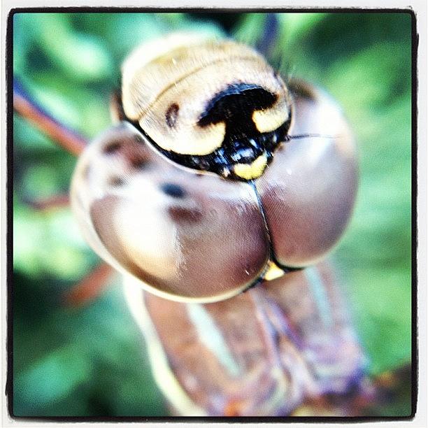 Animal Photograph - #dragonfly #ip4s W #macro Lens #animals by Raul Roa