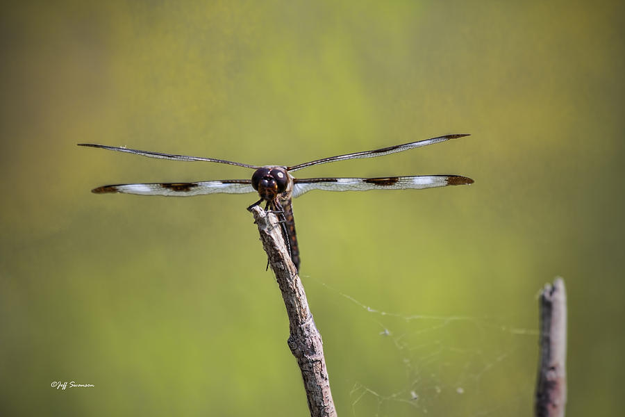 Nature Photograph - Dragonfly by Jeff Swanson