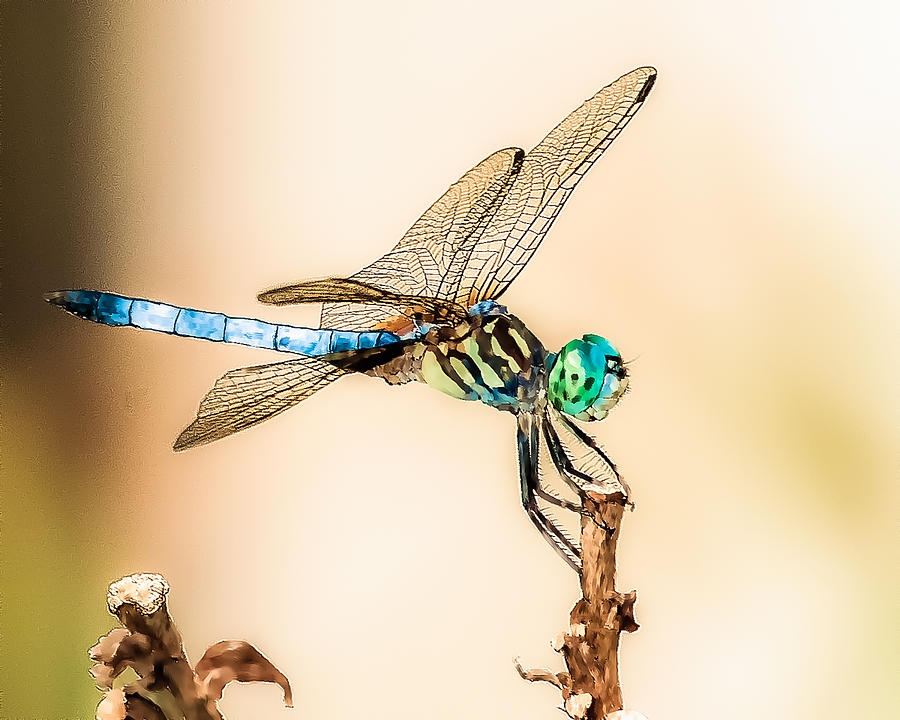 Dragonfly Digital Art by Jim Proctor