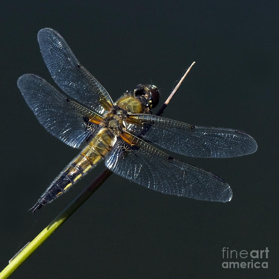 Dragonfly Photograph by Jorgen Norgaard