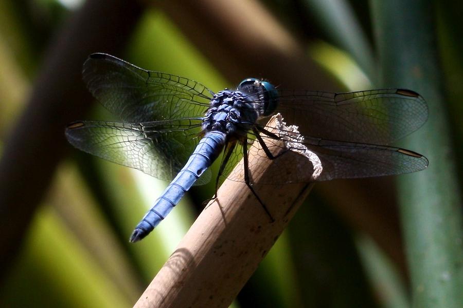 Nature Photograph - Dragonfly by KC Moffatt
