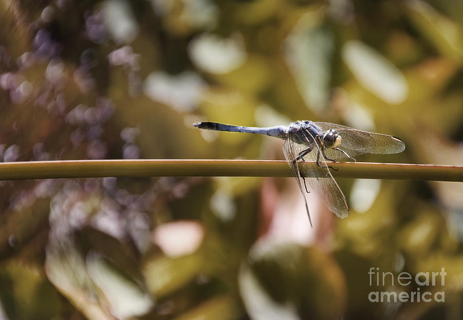 Dragonfly Photograph by Kym Clarke