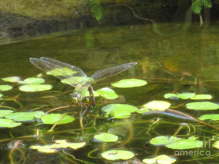 Dragonfly Photograph by Laurianna Taylor