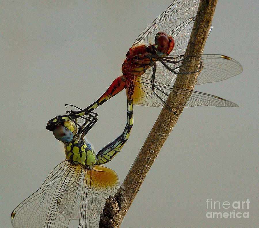 Dragonfly Love Photograph by Mareko Marciniak