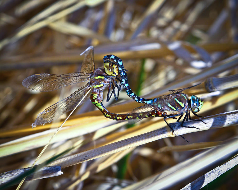 Dragonfly Love Photograph by Steve McKinzie