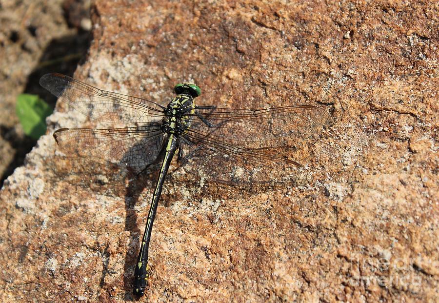 Dragonfly Photograph by Margaret Hamilton
