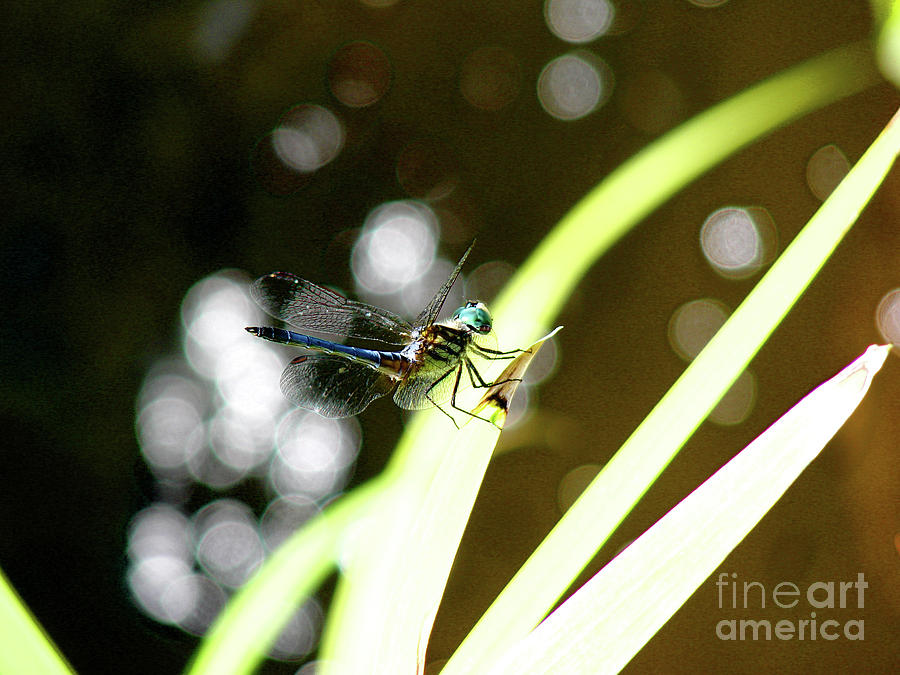 Dragonfly Photograph by Mark Holbrook