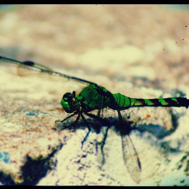 Nature Photograph - #dragonfly #nature #insect by Sikena Khadija