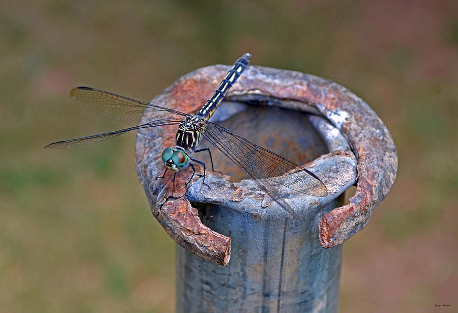 Dragonfly on a rusty pole Photograph by George Bostian