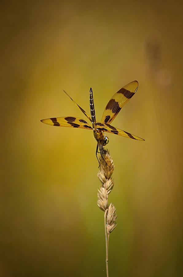 Dragonfly on a stalk of wheat Photograph by Dave Sandt