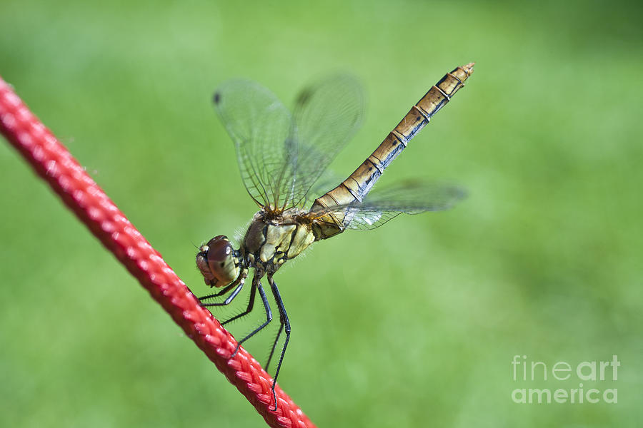 Dragonfly on a String Photograph by Heiko Koehrer-Wagner