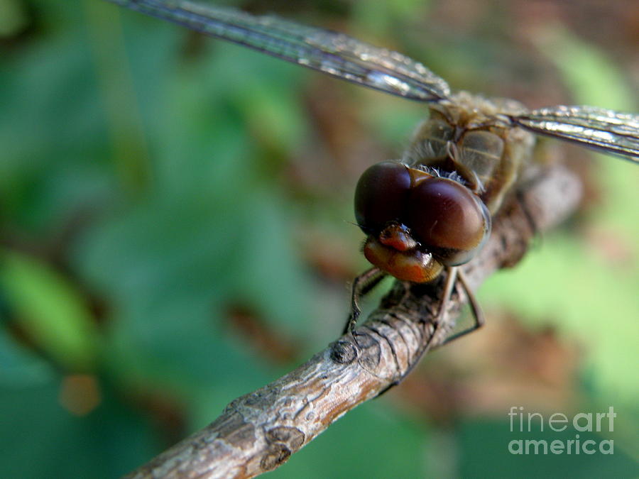 Dragonfly on a Twig Photograph by Lainie Wrightson