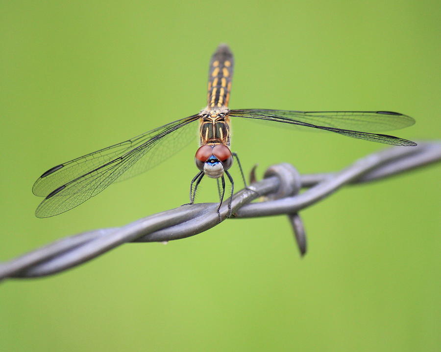 Dragonfly on Barbed Wire Photograph by Penny Meyers
