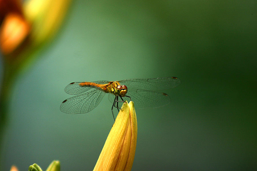 Dragonfly on lily flower Photograph by Emanuel Tanjala