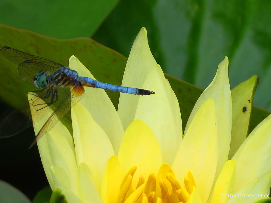 Dragonfly on Lily Photograph by Vijay Sharon Govender