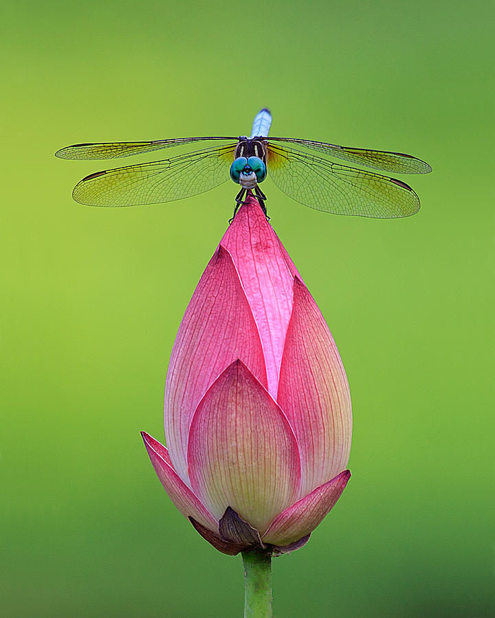 Dragonfly On Lotus Photograph By Cristina Somerset Fine Art America