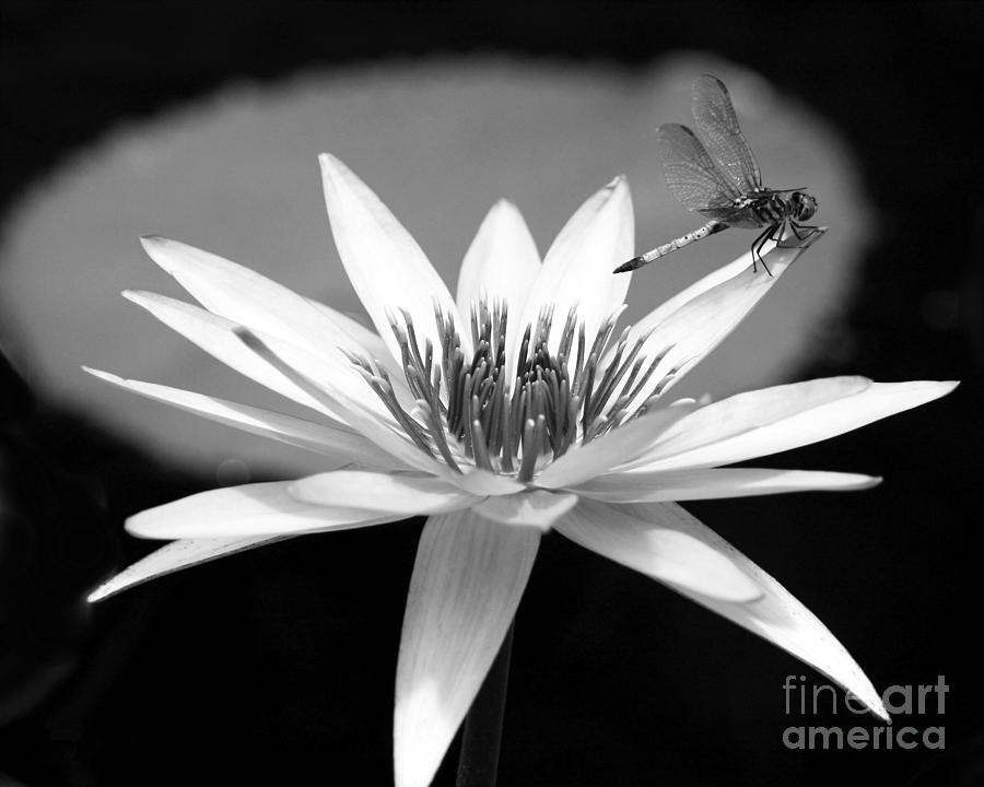 Dragonfly on the Water Lily Photograph by Sabrina L Ryan